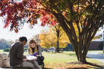 Two people study under a tree